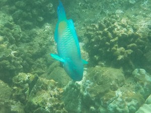 lania_bluefish1_ok_20161020_120311